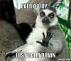 lemur-meme-generator-everybody-just-calm-down-1c5a00.jpg